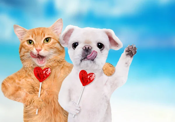 Gato y perro sosteniendo en las patas dulce paleta sabrosa en forma de corazón . — Foto de Stock