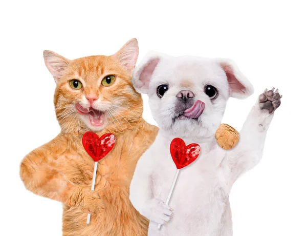 Katt och hund håller i tassar sweet välsmakande lollipop i form av hjärta. — Stockfoto
