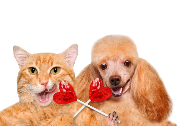 Cat and dog holding in paws sweet tasty lollipop in the shape of heart. — Stock Photo, Image