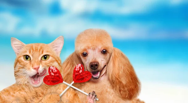 Cat and dog holding in paws sweet tasty lollipop in the shape of heart. — Stock Photo, Image
