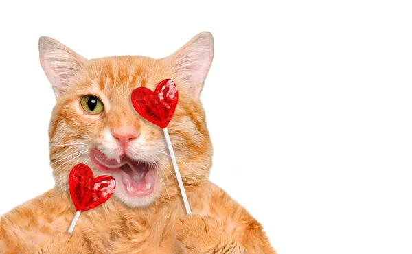Kucing memegang di cakar permen lolipop lezat manis dalam bentuk hati . — Stok Foto