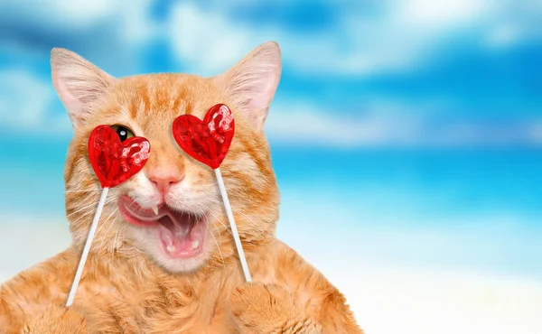 Katten håller i tassar sweet välsmakande lollipop i form av hjärta. — Stockfoto