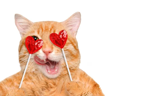 Katten håller i tassar sweet välsmakande lollipop i form av hjärta. — Stockfoto