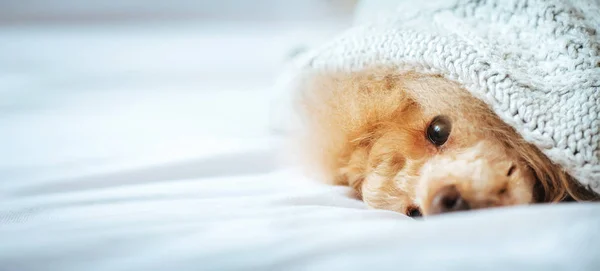 Poodle cão está deitado e dormindo sob o cobertor na cama . — Fotografia de Stock