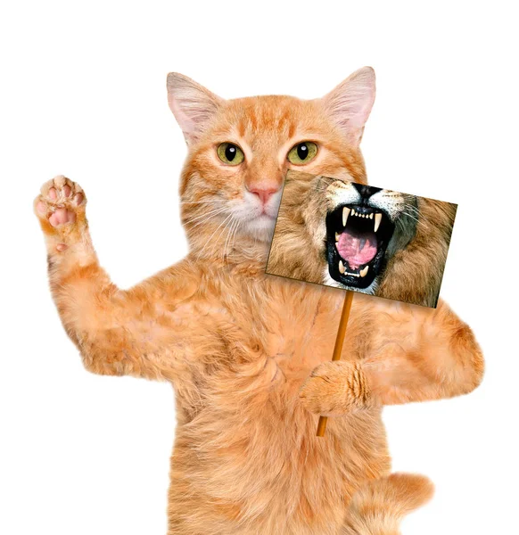 Gato segurando um cartão com boca de leão . — Fotografia de Stock