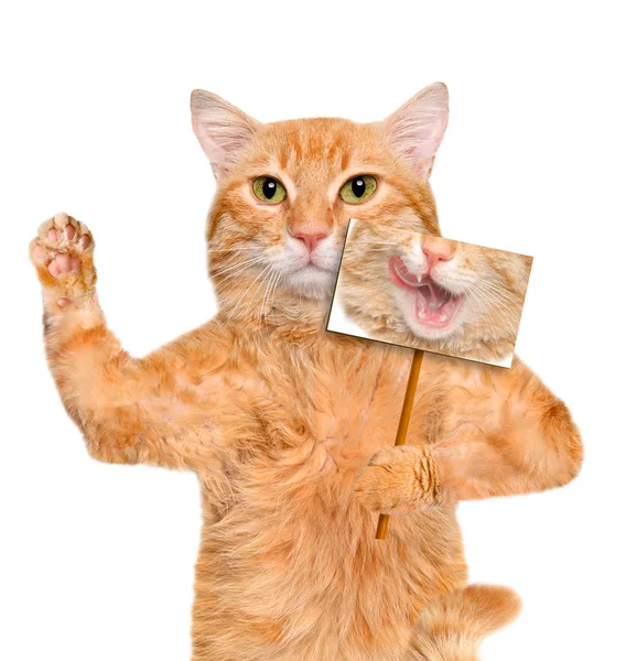 Cartão de segurando gato com sorriso engraçado  . — Fotografia de Stock