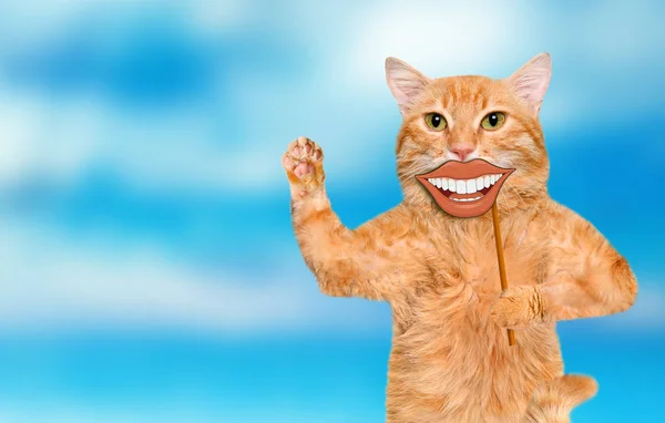 แมวถือการ์ดด้วยรอยยิ้มตลก  . — ภาพถ่ายสต็อก