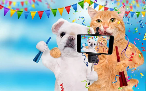 Cat and dog are celebrating. — Stock Photo, Image