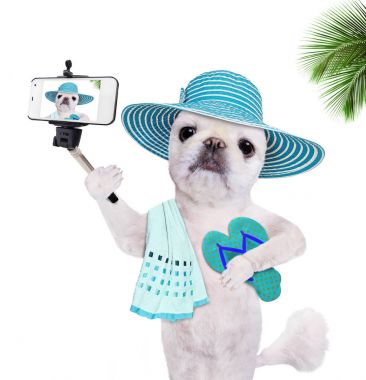 Beautiful dog with flip-flops taking a selfie together with a smartphone. clipart