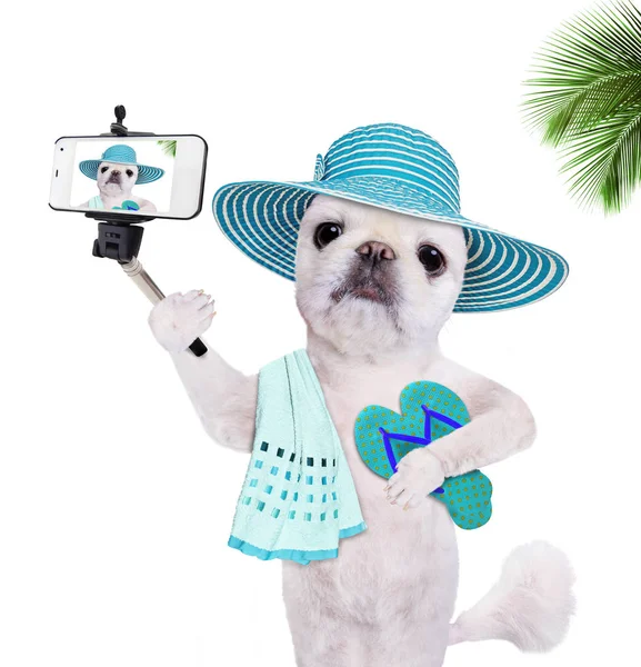 Beautiful dog with flip-flops taking a selfie together with a smartphone. — Stock Photo, Image