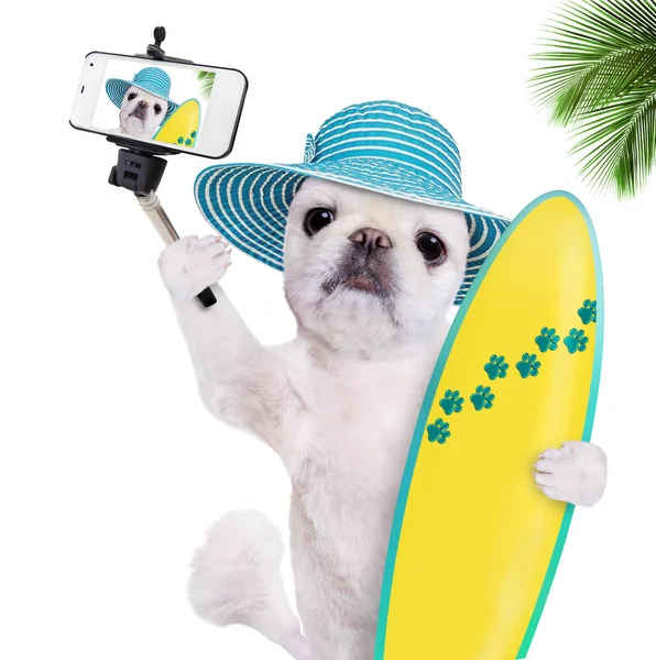 Bonito cão surfista tirar uma selfie junto com um smartphone . — Fotografia de Stock