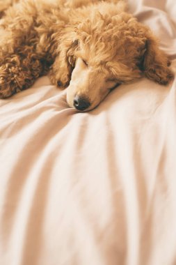 Kaniş köpek yalan ve siesta sahip yatakta uyuyor.