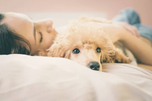Jovem mulher está deitada e dormindo com cão poodle na cama . — Fotografia de Stock