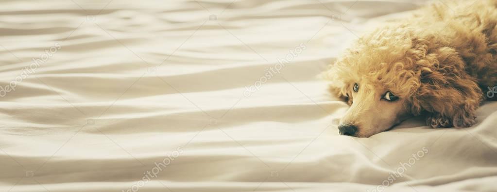 Poodle dog is lying and sleeping in bed, having a siesta.