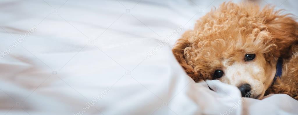 Poodle dog is lying and sleeping in bed, having a siesta.