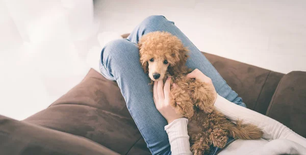 年轻女孩和狗卷毛狗在家里的沙发上休息 . — 图库照片