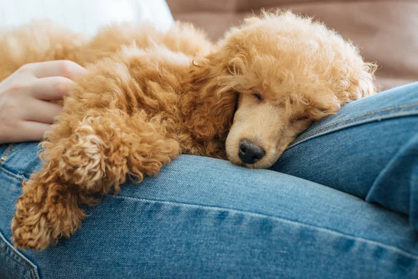 Ung flicka vilar med en hund på fåtöljen hemma . — Stockfoto