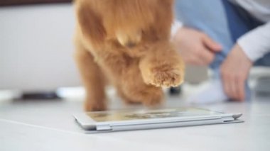 Genç kız köpek yavrusu ile dijital tablet kullanarak katta oturmak.