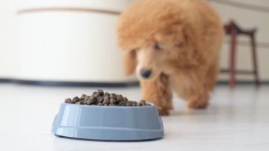 Şirin köpek yavrusu fino köpeği yemek yiyor .