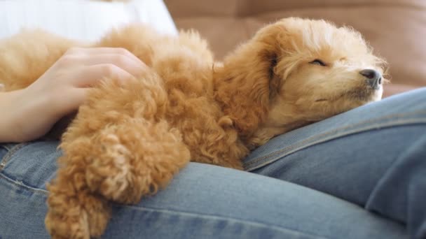 Mladá dívka odpočívá se psem na křeslo doma . — Stock video