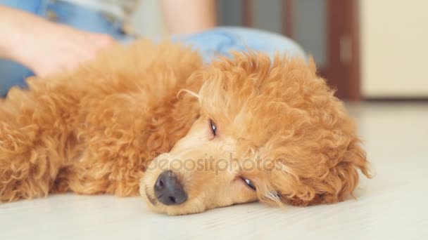 子犬プードルは床に寝ています。. — ストック動画