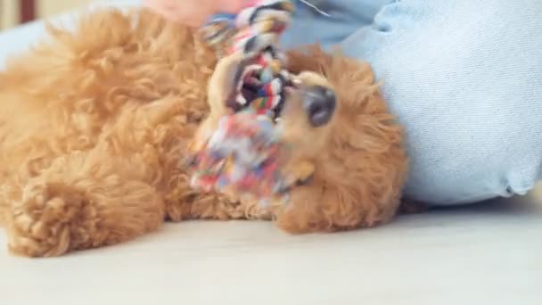 Divertido cachorro caniche jugando con su juguete . — Vídeo de stock