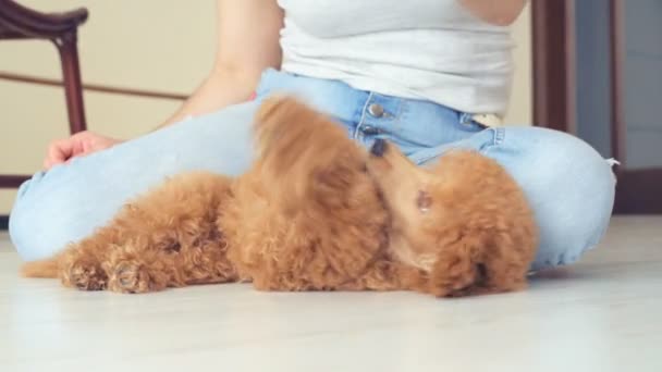 Diversão cachorro poodle jogando com seu brinquedo . — Vídeo de Stock