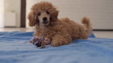 Onun oyuncakla oynamak eğlenceli köpek yavrusu kaniş.