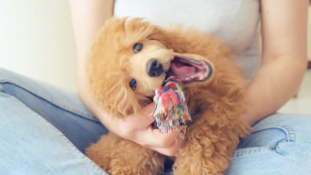 Divertido cachorro caniche jugando con su juguete . — Vídeos de Stock