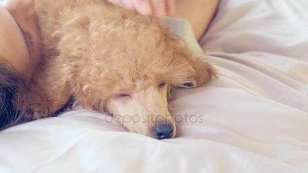 Jovem mulher está deitada e dormindo com cão poodle na cama . — Vídeo de Stock