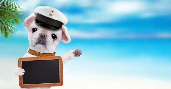 Cane marinaio rilassante sullo sfondo del mare . — Foto Stock
