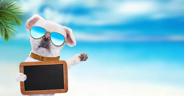 Hund som bär solglasögon avkopplande i havet bakgrunden. — Stockfoto