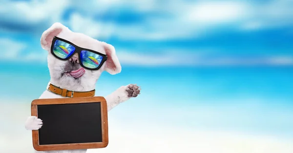 Hond dragen van een zonnebril ontspannen op de achtergrond van de zee. — Stockfoto