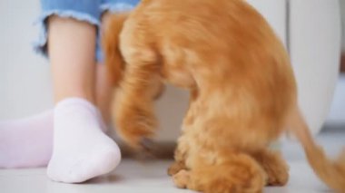 Köpek yavrusu fino köpeği katta uyuyan.