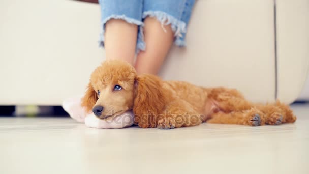 El perrito está durmiendo en el suelo. . — Vídeos de Stock