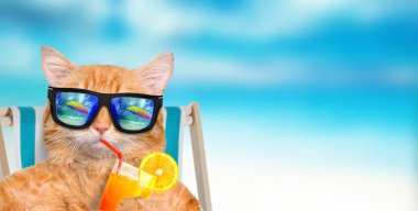 Kedi içinde belgili tanımlık deniz geçmiş şezlong üzerinde oturan rahatlatıcı güneş gözlüğü takıyor.