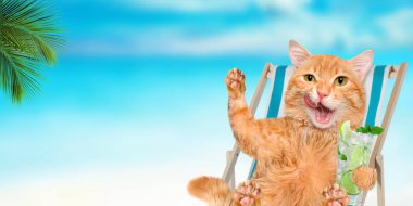 Deniz arka planda şezlong üzerinde rahatlatıcı oturan kedi.