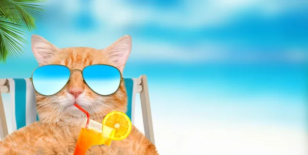 Cat wearing sunglasses relaxing sitting on deckchair in the sea background. — Stock Photo, Image