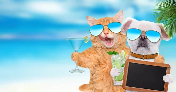 Cat and dog wearing sunglasses relaxing in the sea background. — Stock Photo, Image