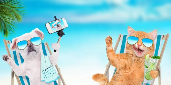 Kedi ve köpek şezlong deniz arka plan üzerinde oturan rahatlatıcı güneş gözlüğü takıyor. — Stok fotoğraf