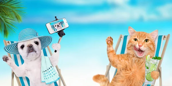 Kat en hond ontspannen zittend op de strandstoel op de achtergrond van de zee. — Stockfoto