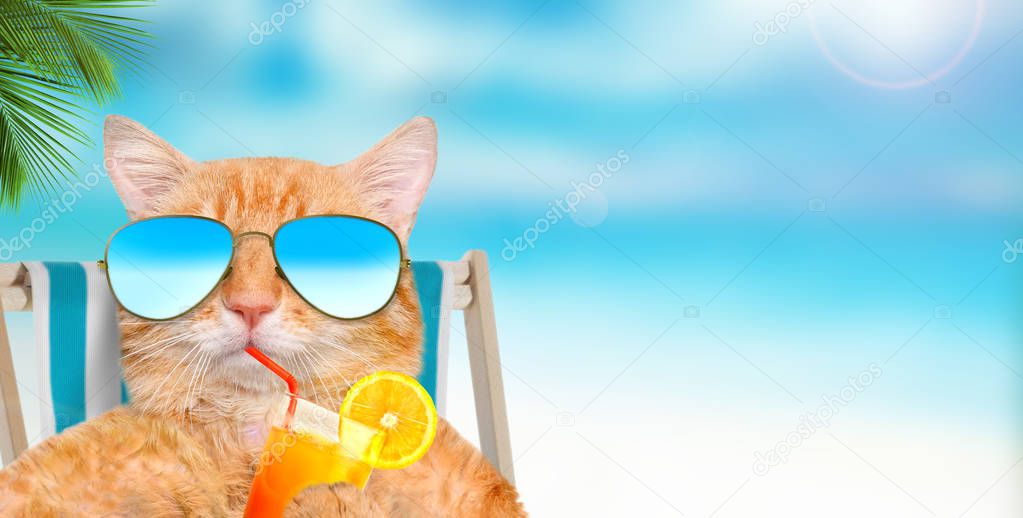 Cat wearing sunglasses relaxing sitting on deckchair in the sea background.