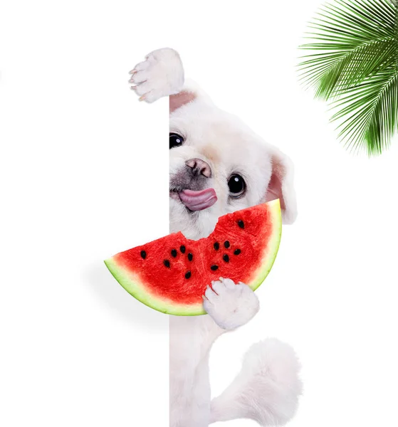 Dog enjoying a watermelon . — Stock Photo, Image