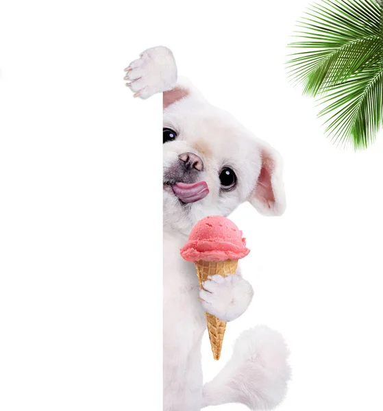 Cane godendo di un gelato  . — Foto Stock