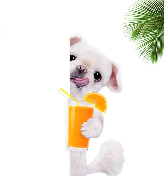 Dog enjoying a cocktail . — Stock Photo, Image