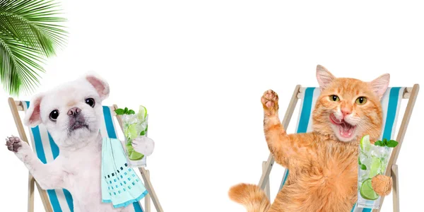 Katt och hund avkopplande sitter på solstol med cocktail . — Stockfoto