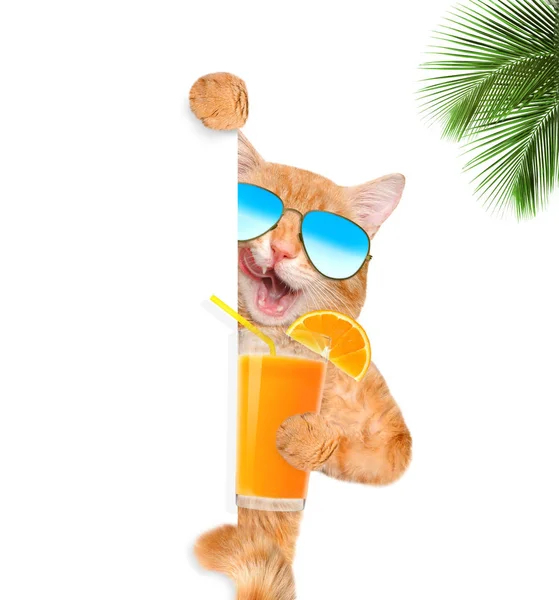 Cat enjoying a cocktail . — Stock Photo, Image