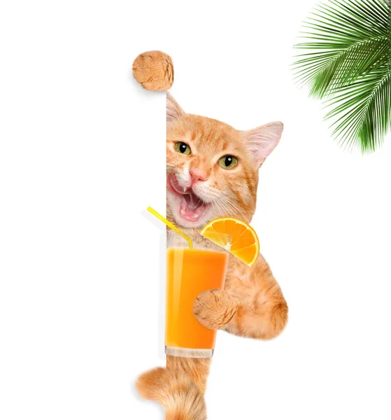 Katt som njuter av en cocktail . — Stockfoto