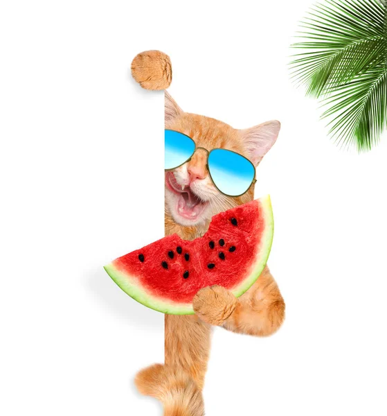 Gato desfrutando de uma melancia  . — Fotografia de Stock