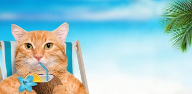 Şezlong üzerinde oturan ve şezlong üzerinde oturan rahatlatıcı bir kokteyl zevk kedi .